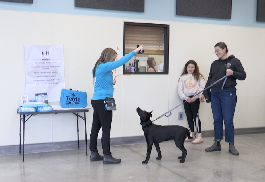 Dog training classes could be beneficial for your family - Vimarsana News